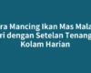 Cara Mancing Ikan Mas Malam Hari dengan Setelan Tenang di Kolam Harian