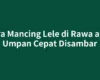 Cara Mancing Lele di Rawa agar Umpan Cepat Disambar