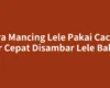 Cara Mancing Lele Pakai Cacing Biar Cepat Disambar Lele Babon