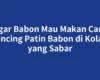 Agar Babon Mau Makan Cara Mancing Patin Babon di Kolam yang Sabar