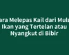 Cara Melepas Kail dari Mulut Ikan yang Tertelan atau Nyangkut di Bibir