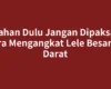 Tahan Dulu Jangan Dipaksa: Cara Mengangkat Lele Besar ke Darat