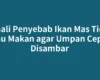 Kenali Penyebab Ikan Mas Tidak Mau Makan agar Umpan Cepat Disambar
