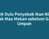 Cek Dulu Penyebab Ikan Nila Tidak Mau Makan sebelum Ganti Umpan