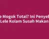 Lele Mogok Total? Ini Penyebab Lele Kolam Susah Makan