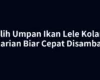 Pilih Umpan Ikan Lele Kolam Harian Biar Cepat Disambar