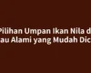 Pilihan Umpan Ikan Nila di Danau Alami yang Mudah Dicoba