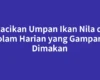 Racikan Umpan Ikan Nila di Kolam Harian yang Gampang Dimakan