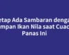 Tetap Ada Sambaran dengan Umpan Ikan Nila saat Cuaca Panas Ini